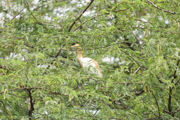 Eastern cattle egret 