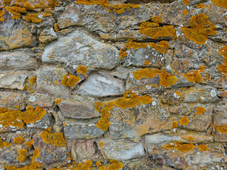 Moss-covered stone wall in a rustic setting showcasing natural textures and earthy tones during...