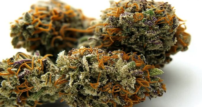 Close-up of cannabis flower buds