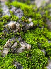 Close-up of bright green moss growing on a rocky surface. Natural texture of nature, rich colors conveying a detailed picture of the forest environment.