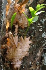 Aglaomorpha quercifolia, commonly known as the oakleaf fern or oakleaf basket fern, is a species of Aglaomorpha in the family Polypodiaceae. Drynaria quercifolia. pakpak lawin, gurar, koi hin. 