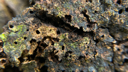 Macro photography of the surface of an old tree stump, partially covered with green moss. Natural wood texture is ideal for designers, backgrounds, eco-style design and educational materials.
