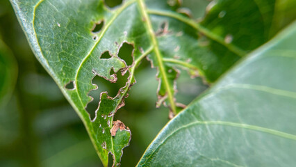 A close-up of a green leaf showing characteristic damage caused by insects or pests. The edges of the holes and the structure of the veins are clearly visible in the image.