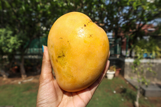 Female holding fresh Badami mango also known as Karnataka Alphonso or Banganapalli, is popular mango variety from india, paticularly known for its sweet and juicy pulp