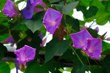ipomoea nil is a species of Ipomoea morning glory known by several common names, including picotee...