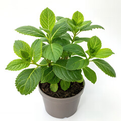 Hydrangea Plant in Pot: A vibrant, healthy hydrangea plant thrives in a gray pot, showcasing its lush green foliage and promising future blooms.