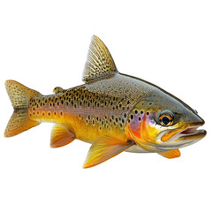 Fototapeta premium Trout isolated on transparent background.
