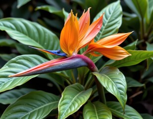 tropical wet climate influencing plant pigmentation, with many species displaying vibrant colors to attract pollinators.