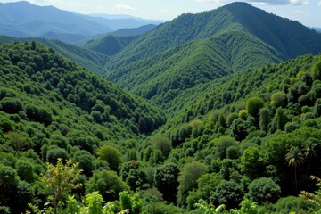 tropical rainforests contribute significantly to global carbon cycling by absorbing vast amounts of co2 annually through dense vegetation.