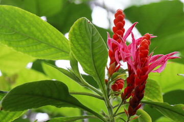 赤い変わった花　アフェランドラ　シンクライリアナ