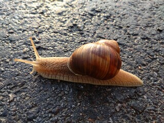 snail on the road
