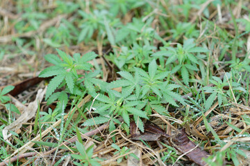 close up of marijuana cannabis