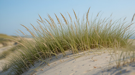 Grass on a sand dune, with long, resilient blades waving in the coastal breeze