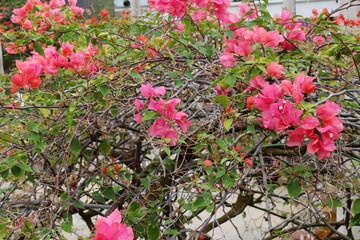 ピンクのブーゲンビリア