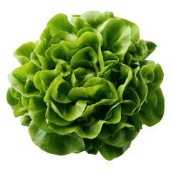 Fototapeta premium Fresh green butter lettuce head isolated on transparent background for healthy eating