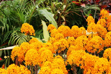 オレンジ色の花を咲かせるエピデンドラム