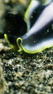 Vertical, Unique Black and White Flatworm: A Simple Beauty on the Seafloor