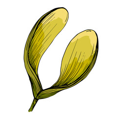 Hand-drawn detailed maple leaf sketch illustration in vintage botanical style, isolated on white background, perfect for autumn designs, seasonal decor, nature prints, tattoos, or eco branding