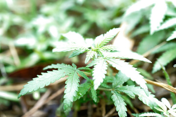 close up of marijuana cannabis