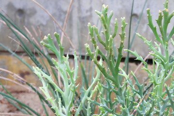 多肉植物のユーフォルビア　ステノクラーダ
