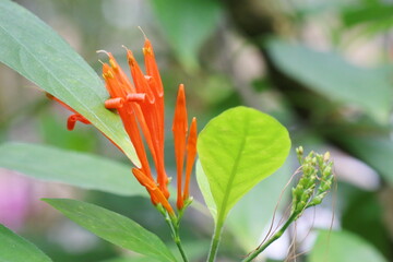 オレンジ色の細長い花を咲かせるジャスティシア　スピキゲラ