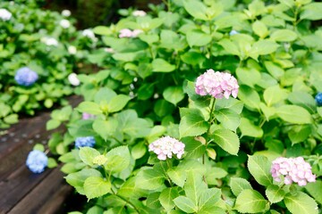 ピンク色の紫陽花と後ろには青色の紫陽花　一面の紫陽花畑