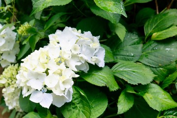 白い紫陽花と水滴のついた葉っぱ　コピースペース