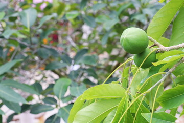  木になるホワイトサポテの実