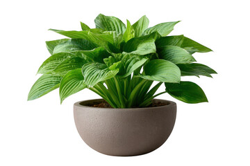 Lush green hosta plant in a round grey pot isolated on a transparent background