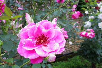 ピンク色の薔薇　ブリリアントピンクアイスバーグ