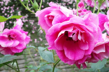 ピンク色の薔薇　ブリリアントピンクアイスバーグ