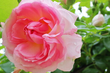 ピンク色の薔薇　ジャスミーナ