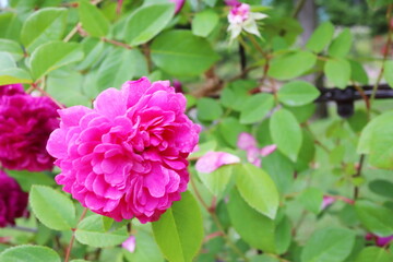 ピンク色の薔薇　紫玉