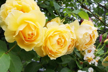 黄色い薔薇　グラハム・トーマス