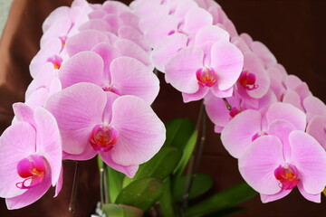 ピンク色の胡蝶蘭の花