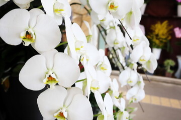 白い胡蝶蘭の花