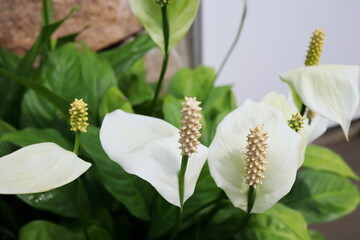 白いスパティフィラムの花