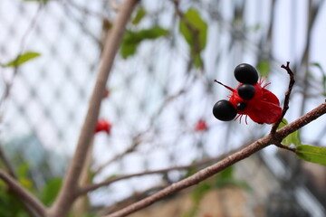 赤と黒の実をつけるミッキーマウスノキ