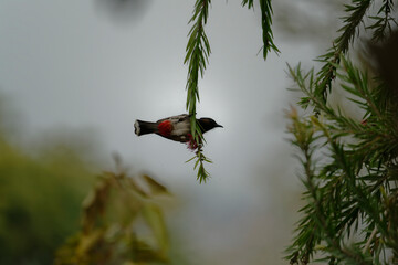 Red vented bulbul on the tree