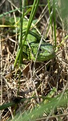 Green lizard close up in the grass