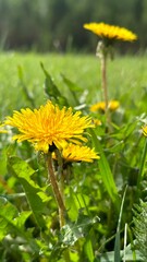 Yellow Dandelions in the Fields