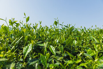 Green tea shoots grow in spring mountains