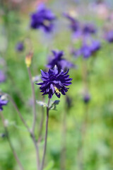 Columbine double blue flower - Latin name - Aquilegia vulgaris Blue Barlow