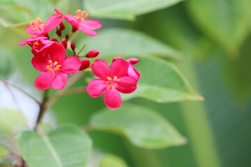 赤い花を咲かせるテイキンザクラ