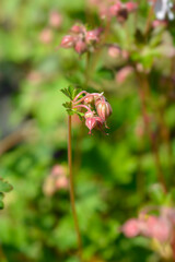 Cransesbill flower buds - Latin name - Geranium x cantabrigiense Biokovo