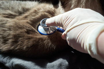 Veterinarian examines dog's heartbeat with stethoscope for health checkup and diagnosis.