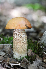 Amazing edible Leccinum versipelle mushroom commonly known as orange birch bolete in moss