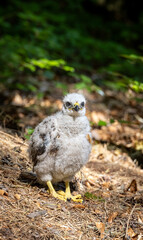 Fluffy Bird Chick in Nature Setting Captured Close-up