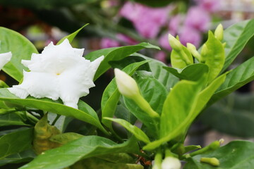 白いサンユウカの花