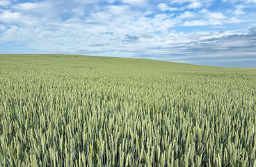 Expansive Green Wheat Field Under blue sky with clouds